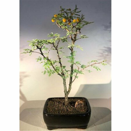 PAISAJE Flowering Dwarf Sweet Acacia Bonsai Tree - Acacia Farnesiana PA2806764